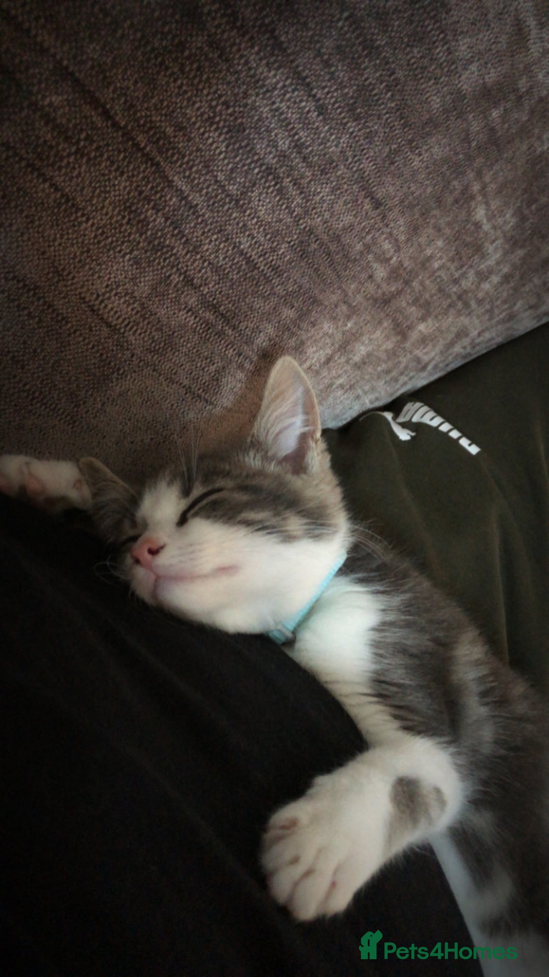 Domestic Shorthair cats for sale: Grey and white male - Image 2
