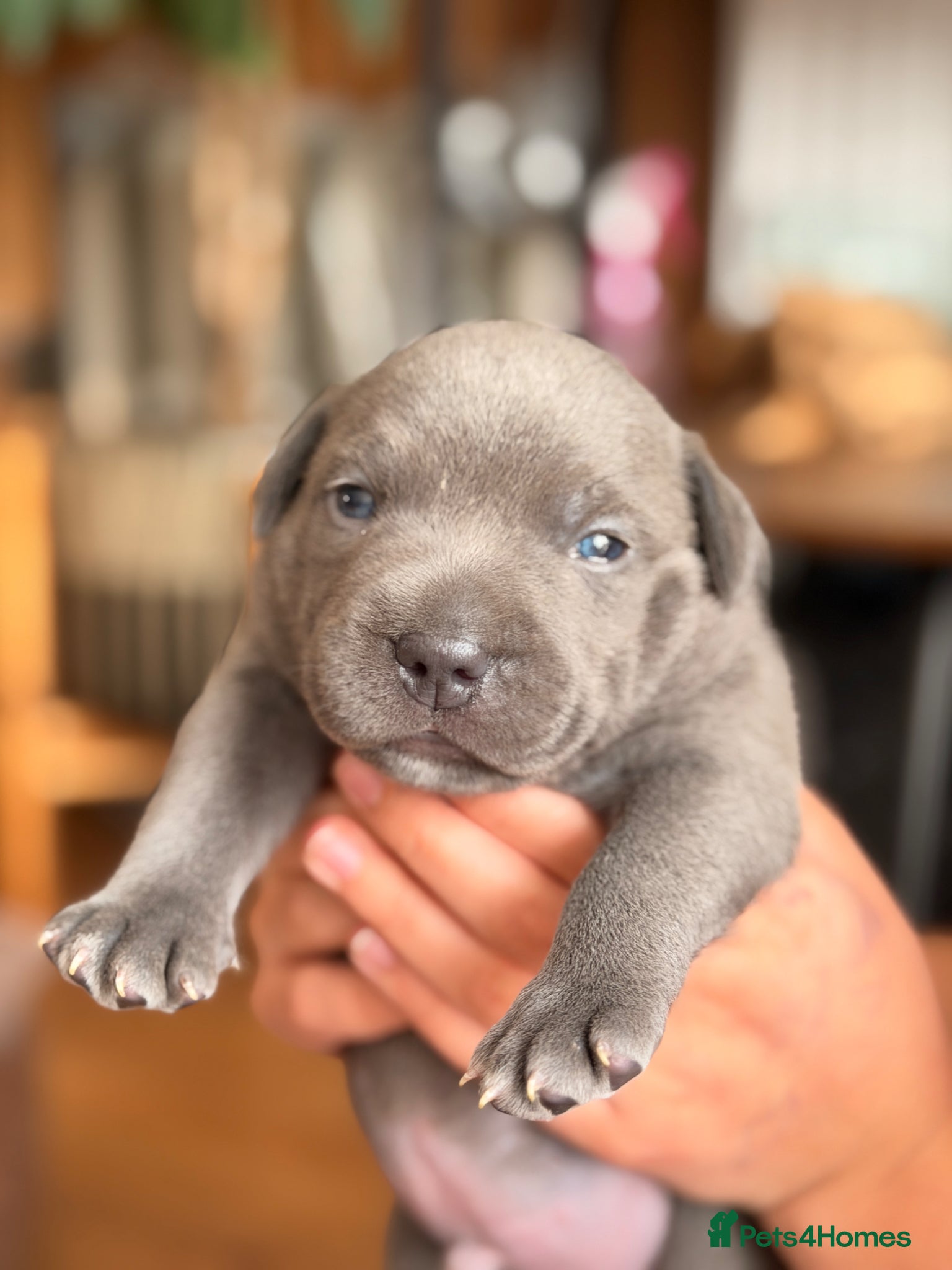 Staffordshire Bull Terrier dogs for sale: Beautiful Blue Staffordshire Bull Terrier Puppy - Advert 1