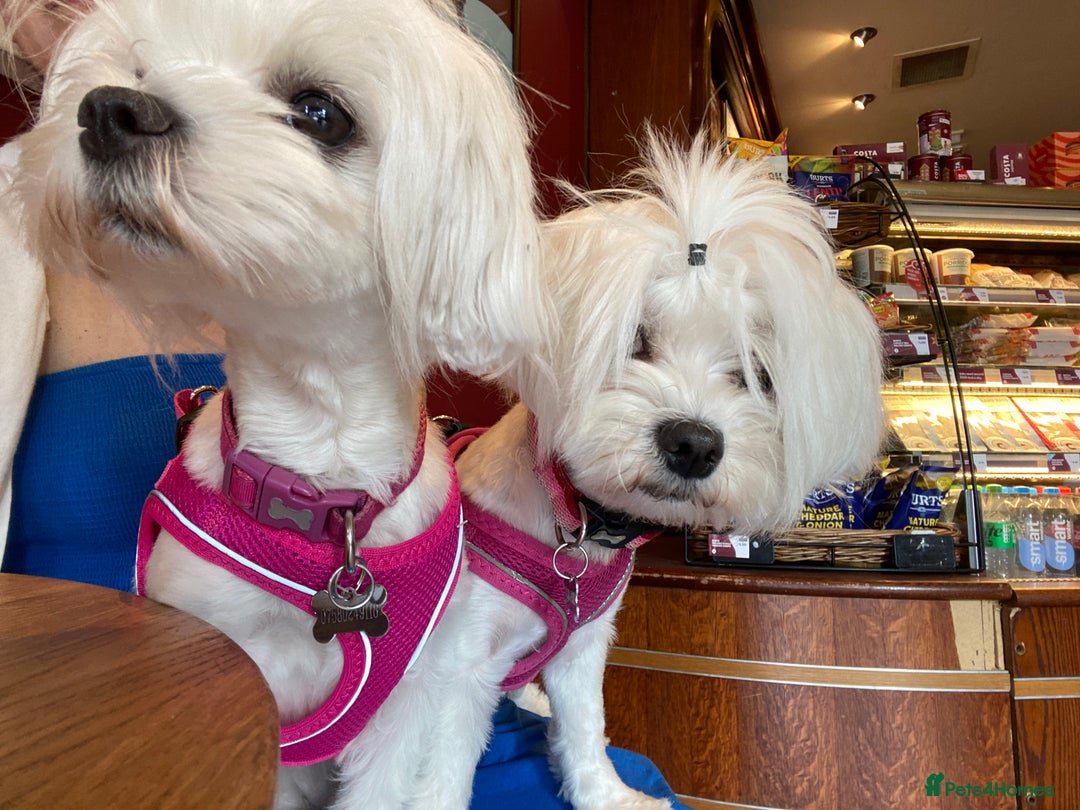 Maltese dogs for sale: KC Reg Korean Maltese girls - Image 38