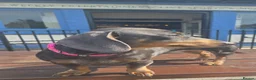 Miniature Dachshund dogs for sale: Miniture dachshund  - Advert 2