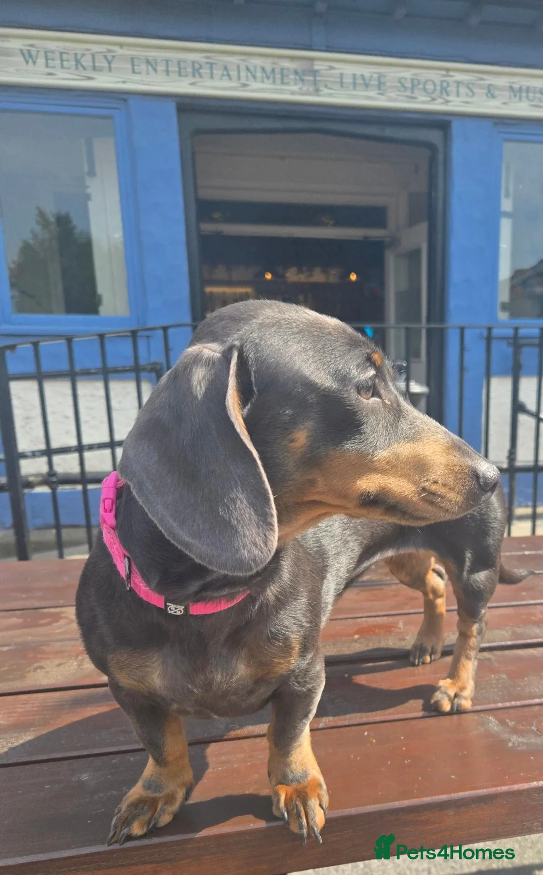 Miniature Dachshund dogs for sale: Miniture dachshund  - Advert 2