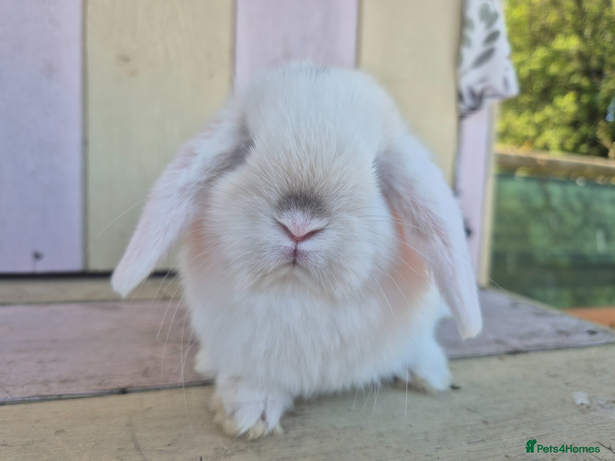 Mini Lop rabbits 🧡Gorgeous and friendly mini lop boys🧡 - Advert 1