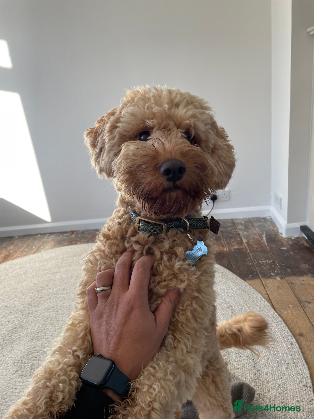 Cockapoo dogs for stud: Cockapoo for Stud  - Advert 1