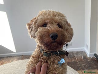 Cockapoo dogs Cockapoo for Stud - Advert 3