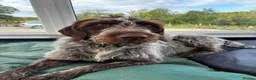 German Wirehaired Pointer dogs for sale: 1ST VACC GIVEN, HEALTH CHECKED KC REG GWP PUPS  - Advert 31