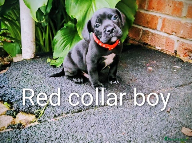 Mixed Breed dogs - Advert 12