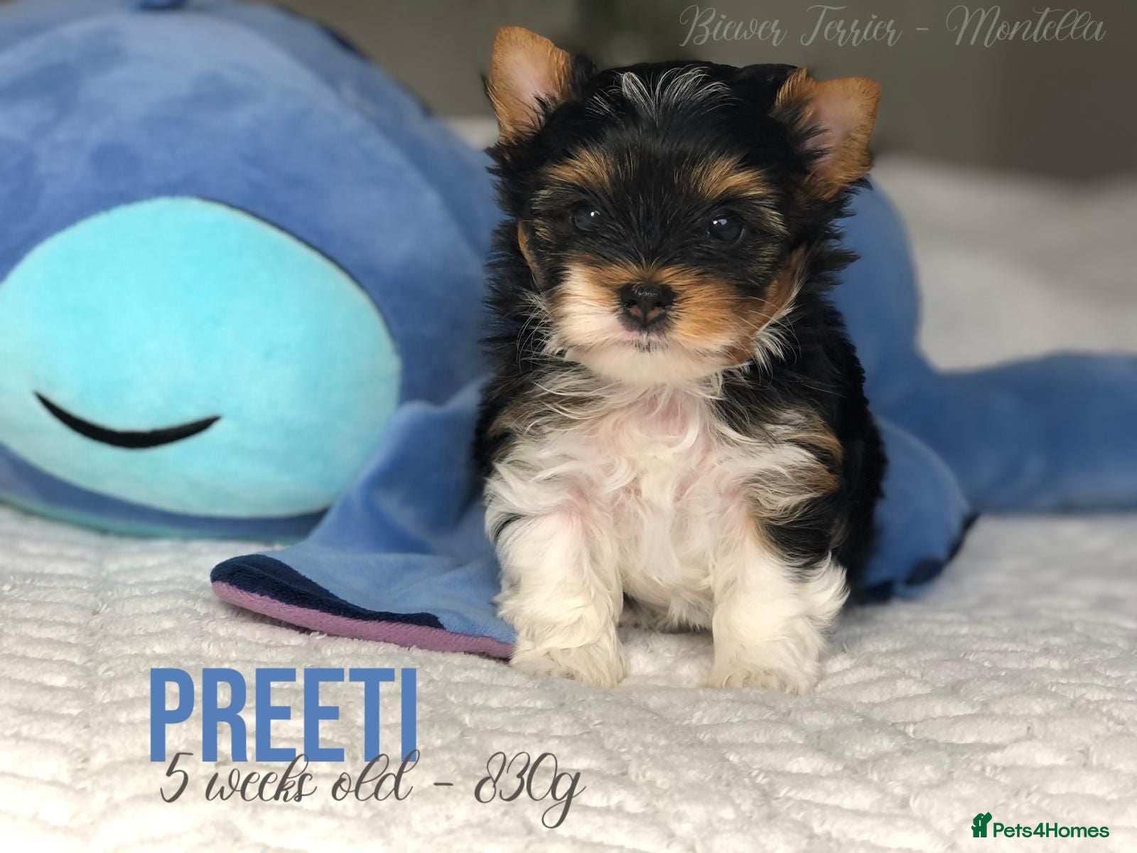 Yorkshire Terrier dogs One Gorgeous Girl Biewer Terrier LEFT! - Advert 2