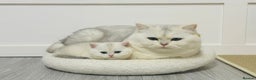 British Shorthair cats for sale: Gorgeous Golden Silver British Shorthair Kitten - Advert 2