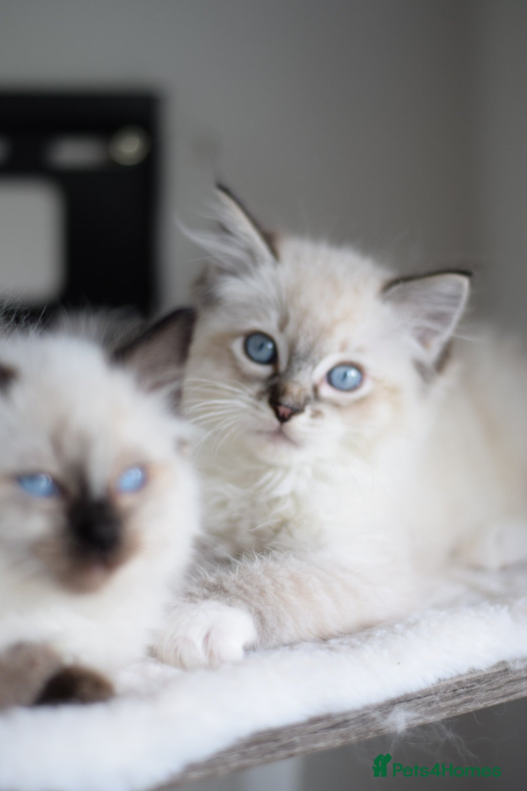 Ragdoll cats for sale: Chunky Ragdoll kittens ready now  - Image 10
