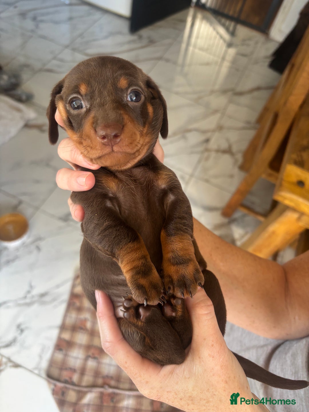 Dachshund dogs for sale: Dachshund Puppies for sale  - Image 10