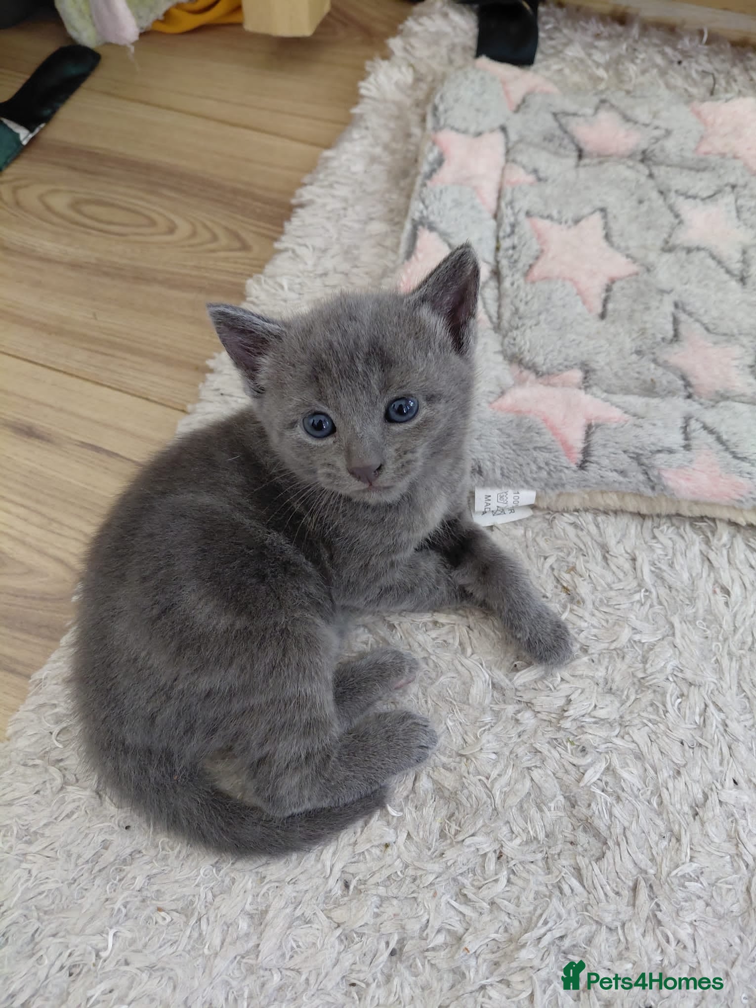 Maine Coon cats Mixed main coon kitten - Advert 1