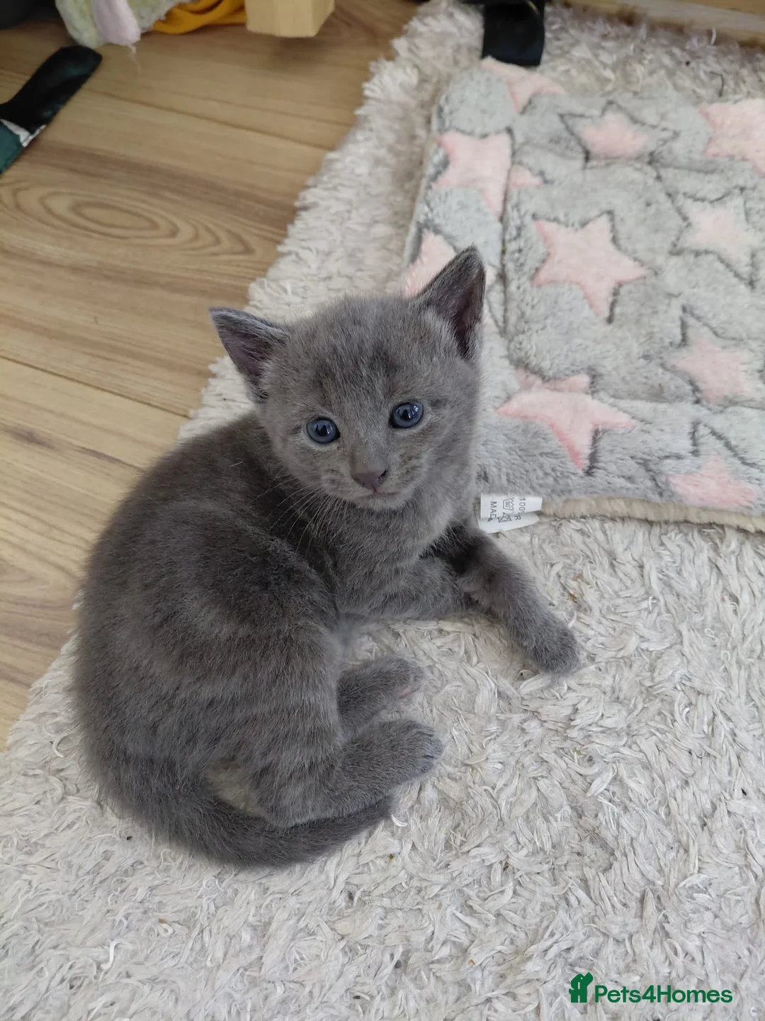 Maine Coon cats for sale: Mixed main coon kitten - Advert 1
