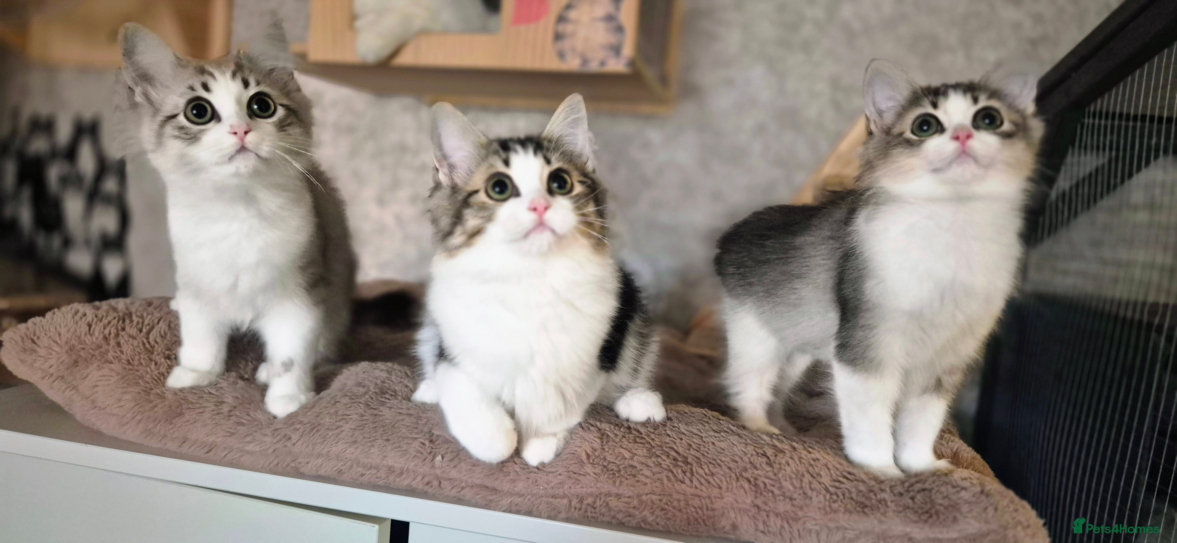 Munchkin cats Munchkin × British Longhair  - Advert 1