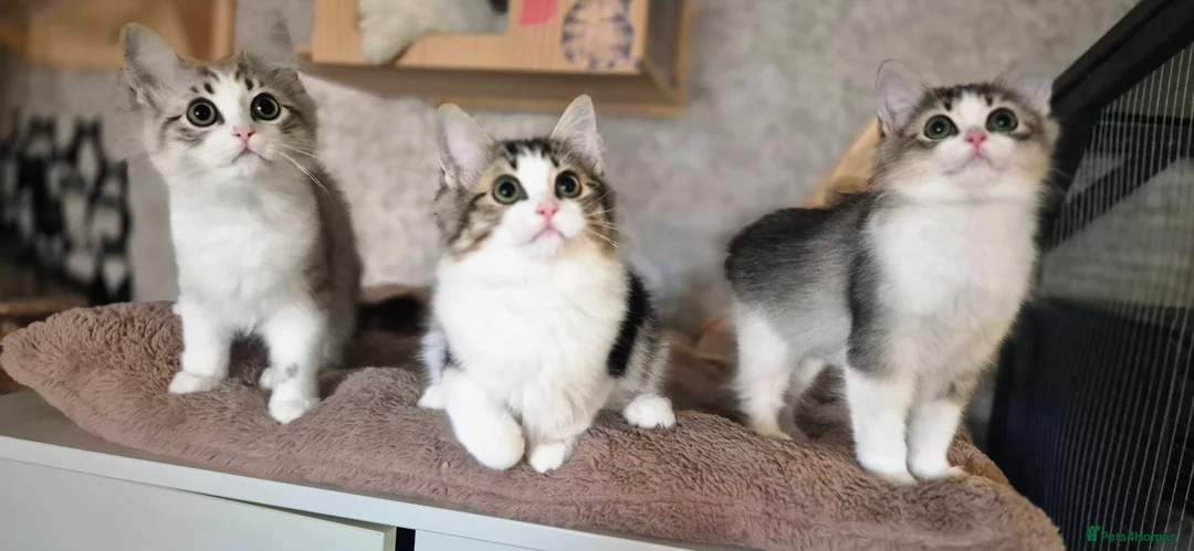 Munchkin cats for sale: Munchkin × British Longhair  - Advert 1