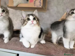 Munchkin cats Munchkin × British Longhair - Advert 1