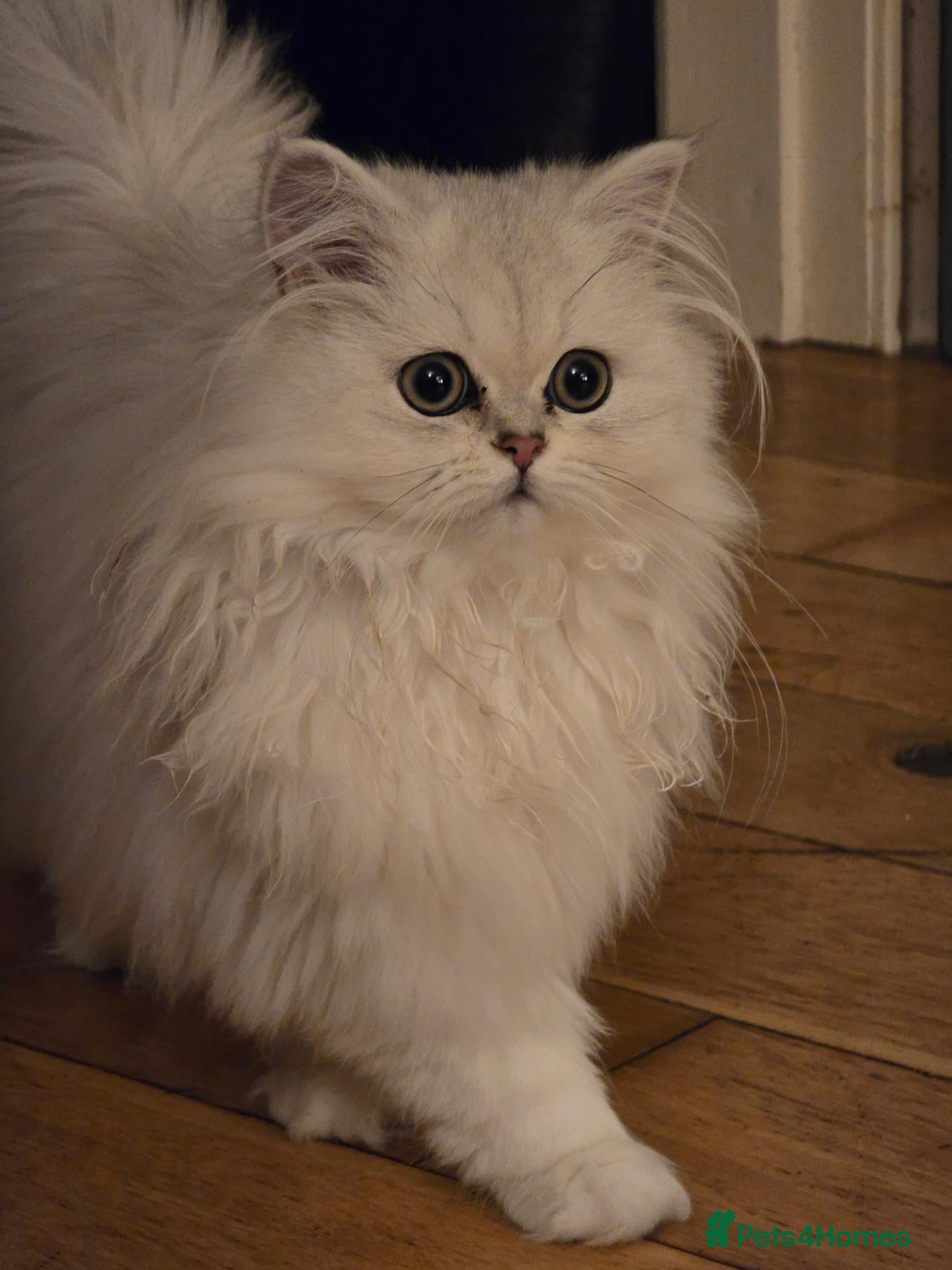 Munchkin cats 2 munchkin kittens  - Advert 2
