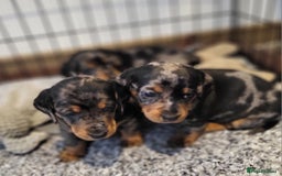 Miniature Dachshund dogs for sale: Miniature Dachshund puppies  - Image 1