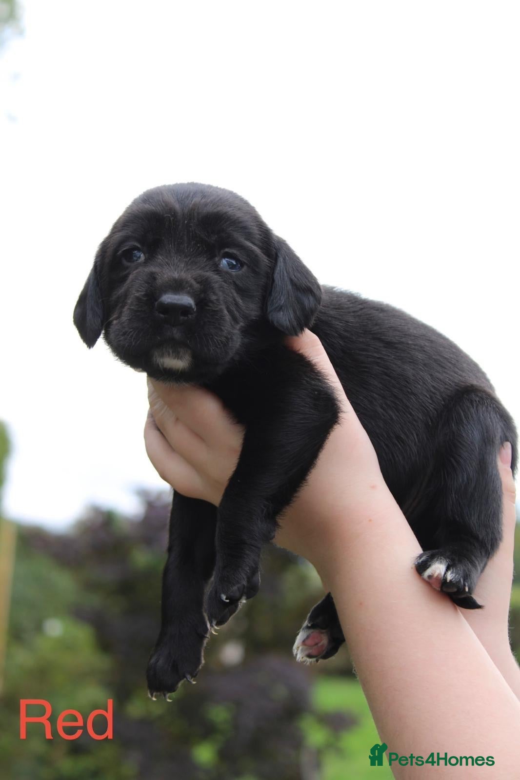 Springador dogs Springador Puppies – 1 Boy & 4 Girls - Advert 2