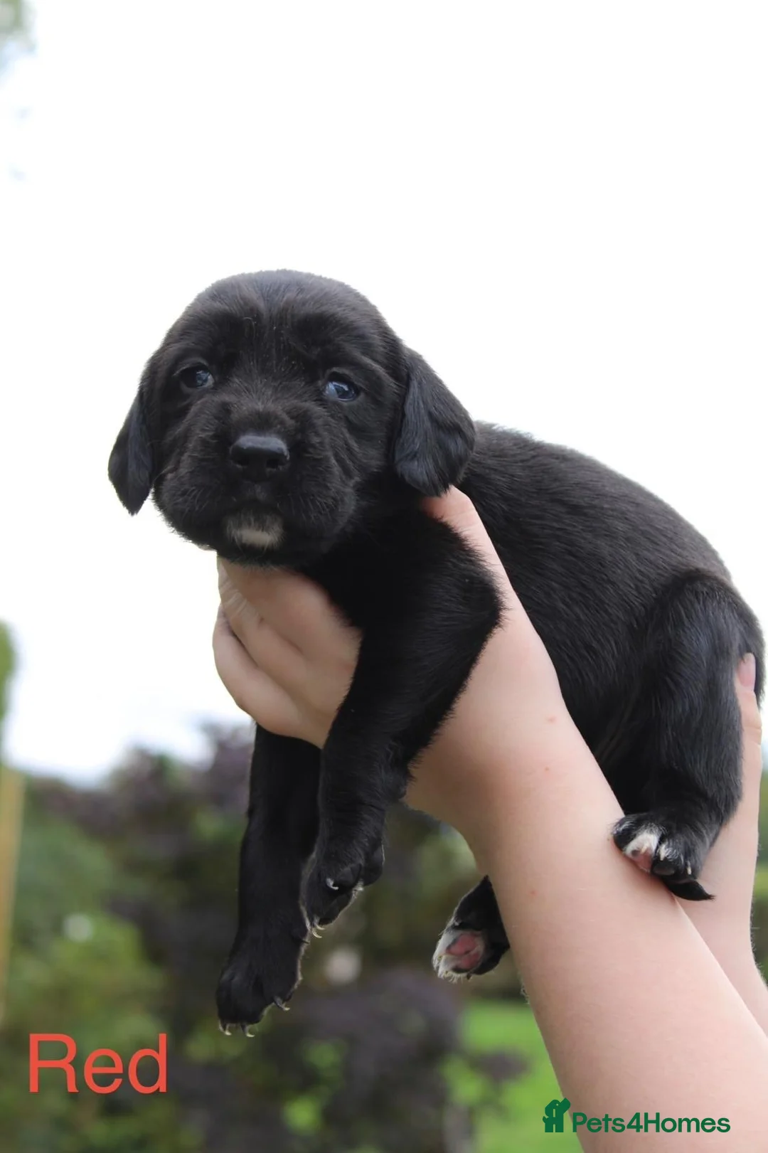 Springador dogs for sale: Springador Puppies – 1 Boy & 4 Girls - Advert 2