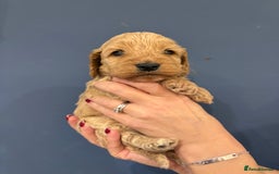 Cockapoo dogs for sale: Small F1 cockapoo’s for sale - Image 2