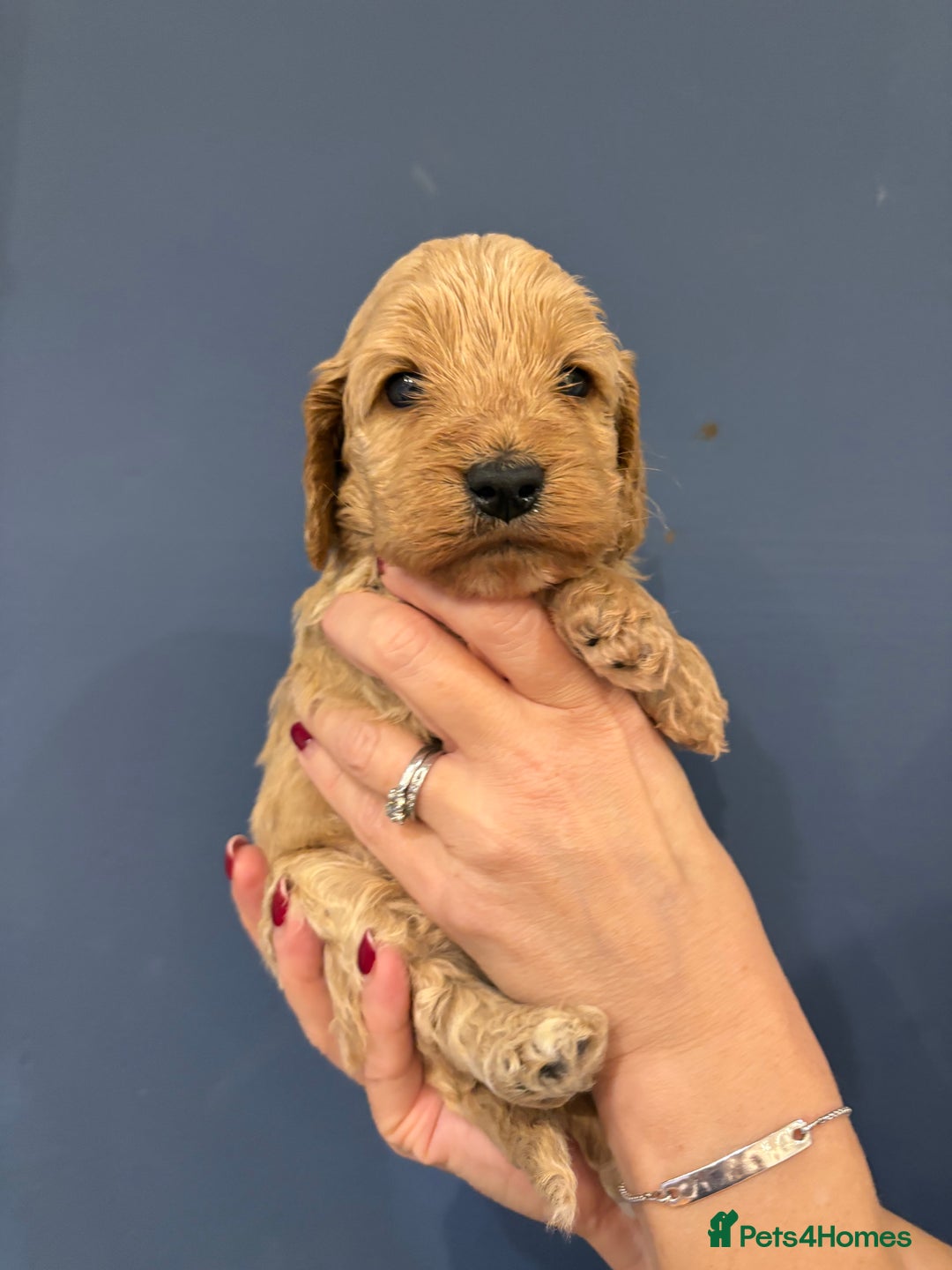 Cockapoo dogs for sale: Small F1 cockapoo’s for sale - Image 2