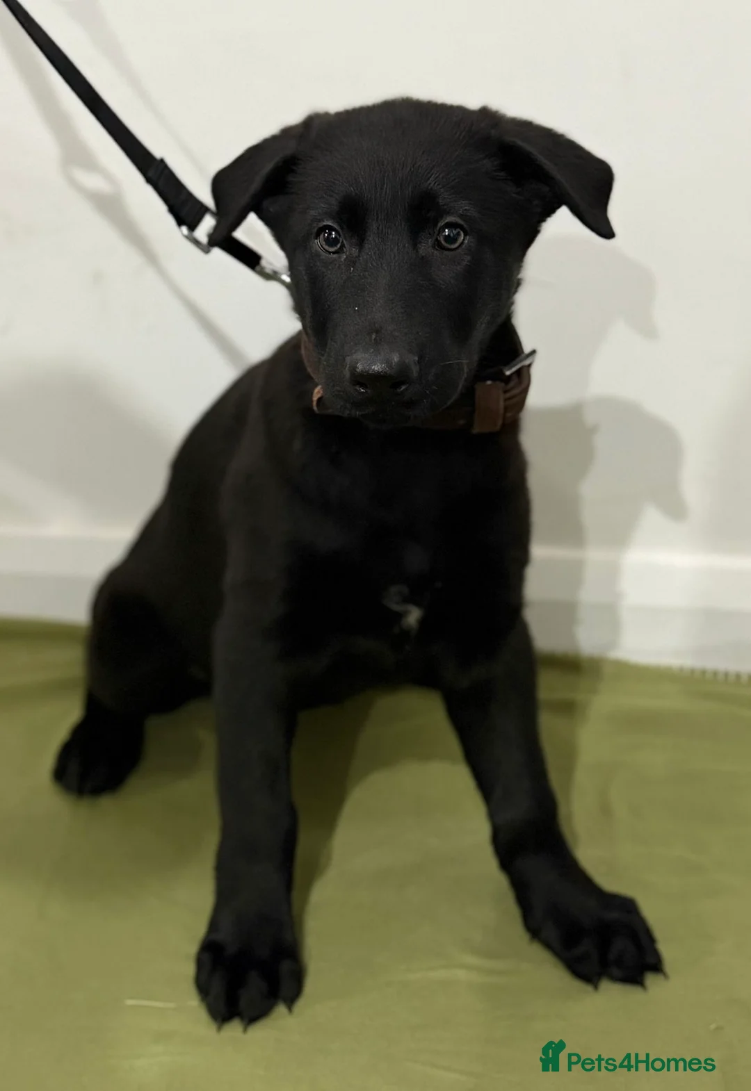 German Shepherd dogs for sale: DDR Working Line GSD Puppies Rare Working Lines - Advert 27