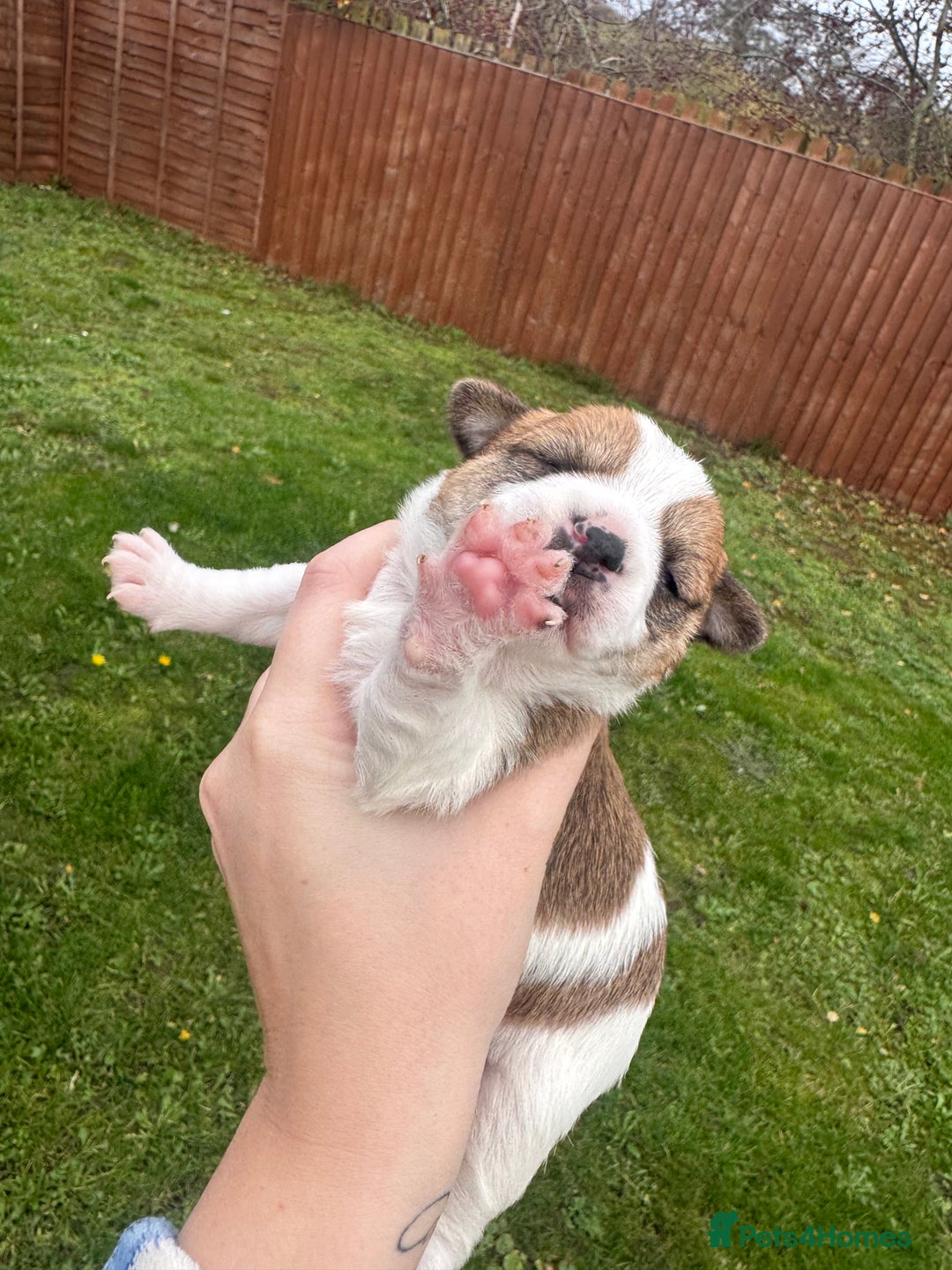 Yorkshire Terrier dogs for sale: Yorkshire terrier puppies - Image 4