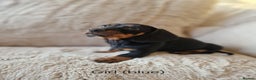 Miniature Dachshund dogs for sale: 🐾 Miniature Dachshund Puppies for Sale 🐾 - Advert 4