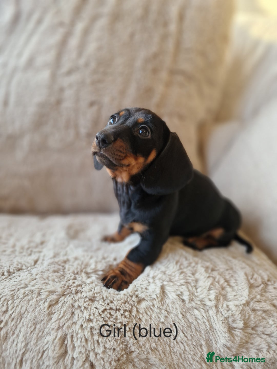 Miniature Dachshund dogs for sale: 🐾 Miniature Dachshund Puppies for Sale 🐾 - Advert 4