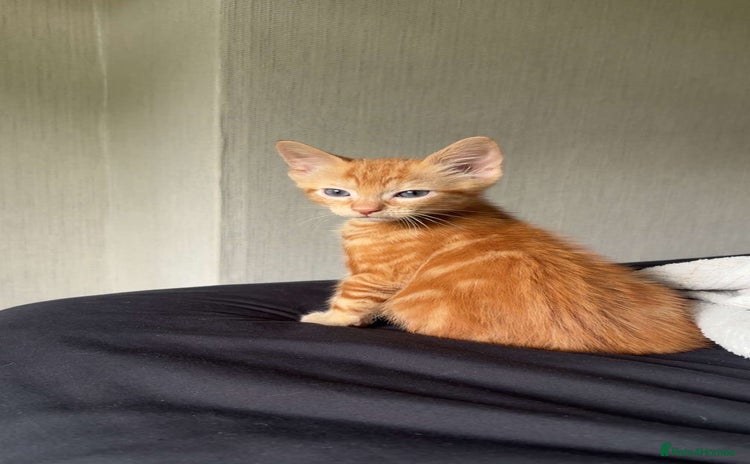 Mixed Breed cats - Advert 13