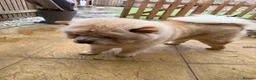 Chow Chow dogs for sale: Beautiful Chow Chow Girl - Loving Home Wanted  in Dunstable - Advert 8