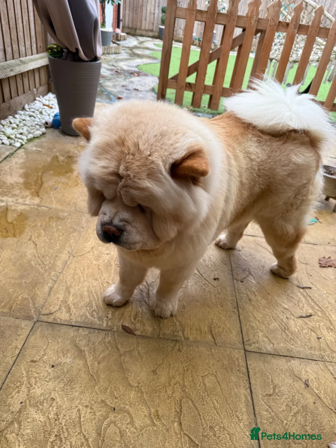 Chow Chow dogs for sale: Beautiful Chow Chow Girl - Loving Home Wanted  in Dunstable - Advert 8
