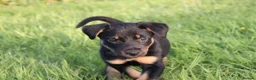 Huntaway dogs for sale: Huntaway puppies in Llanfyllin - Advert 2