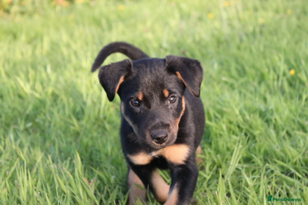 Huntaway dogs for sale: Huntaway puppies in Llanfyllin - Advert 2