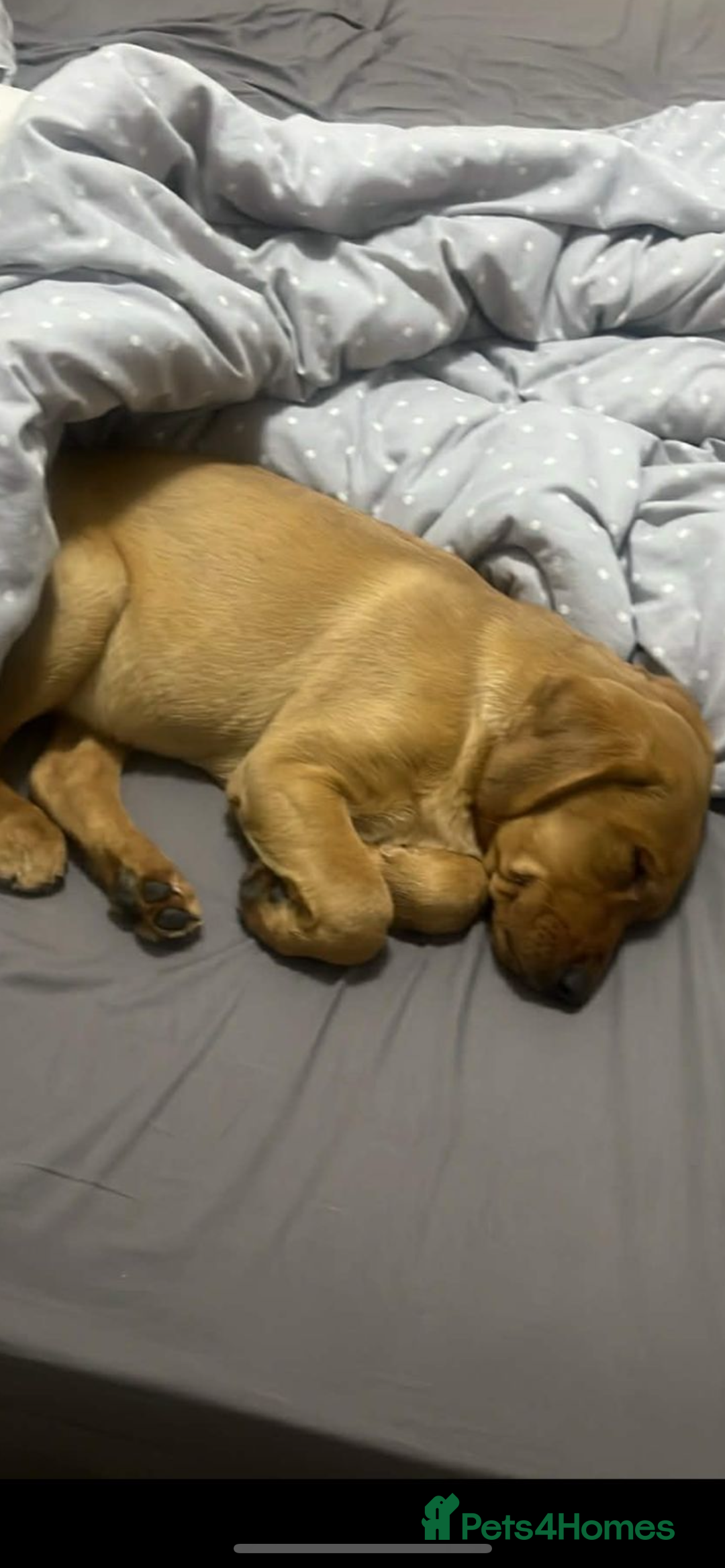 Labrador Retriever dogs for sale: Gorgeous KC reg pedigree red lab puppy  - Advert 9