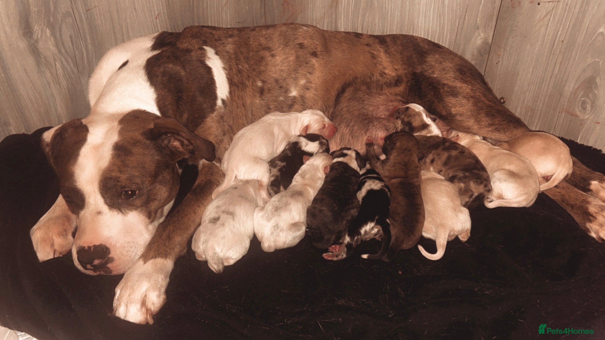 Mixed Breed dogs BullStaff Lurchers 11 weeks old ready to Be homed  - Advert 1