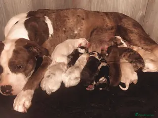 Mixed Breed dogs BullStaff Lurchers 11 weeks old ready to Be homed - Advert 2