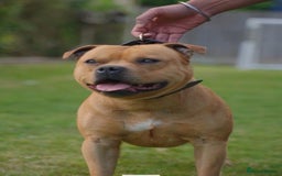 Staffordshire Bull Terrier dogs for sale: 9 beautiful black Staffordshire Bullterriers - Image 4