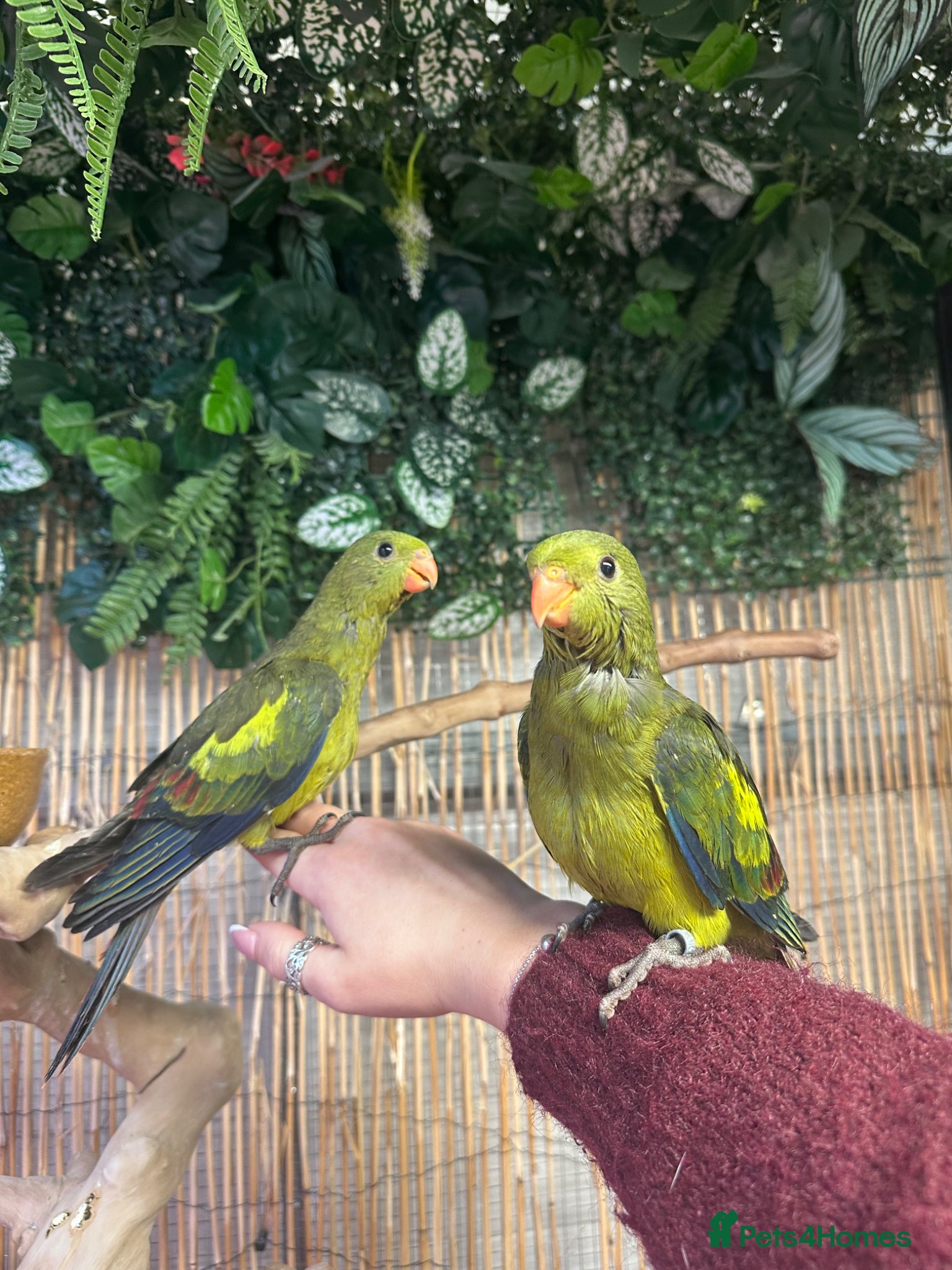 Parrots birds Hand reared Rock pebblers - Advert 4