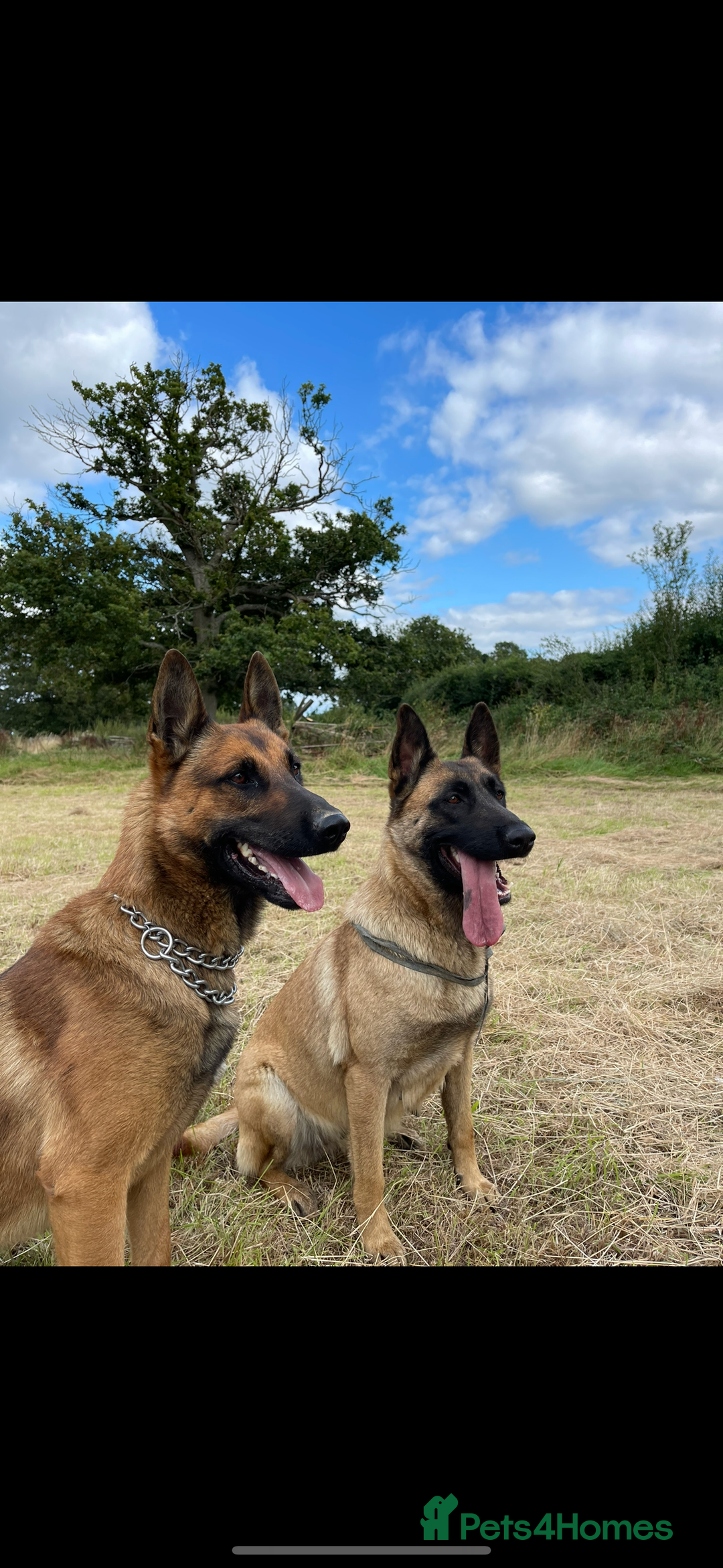 Mixed Breed dogs for sale: German shepherd x Belgian shepherd puppies - Image 12