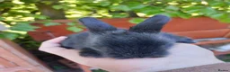 Lionhead rabbits for sale: Gorgeous Lionhead bunny in Worcester - Advert 3