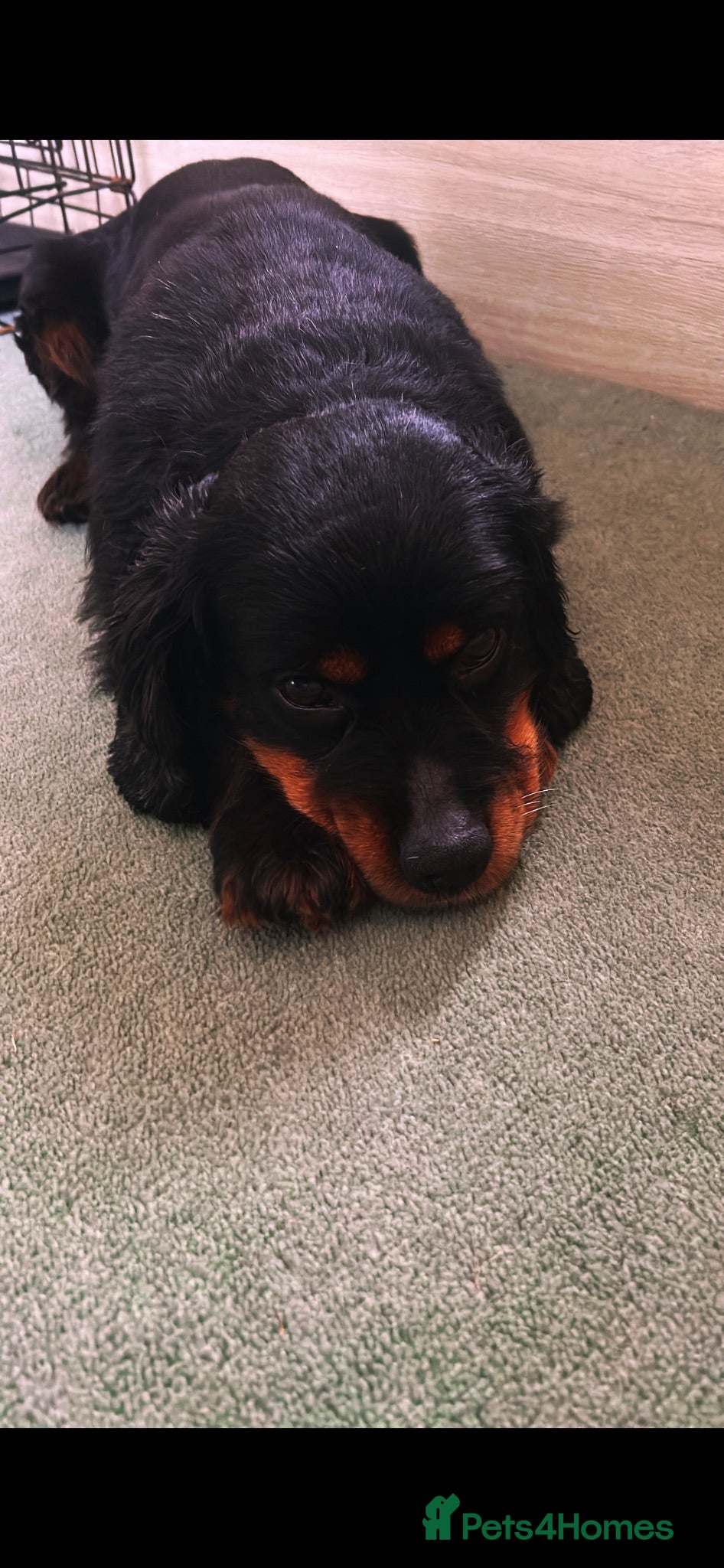 Mixed Breed dogs 7 year old PatterdalexCocker - Advert 15