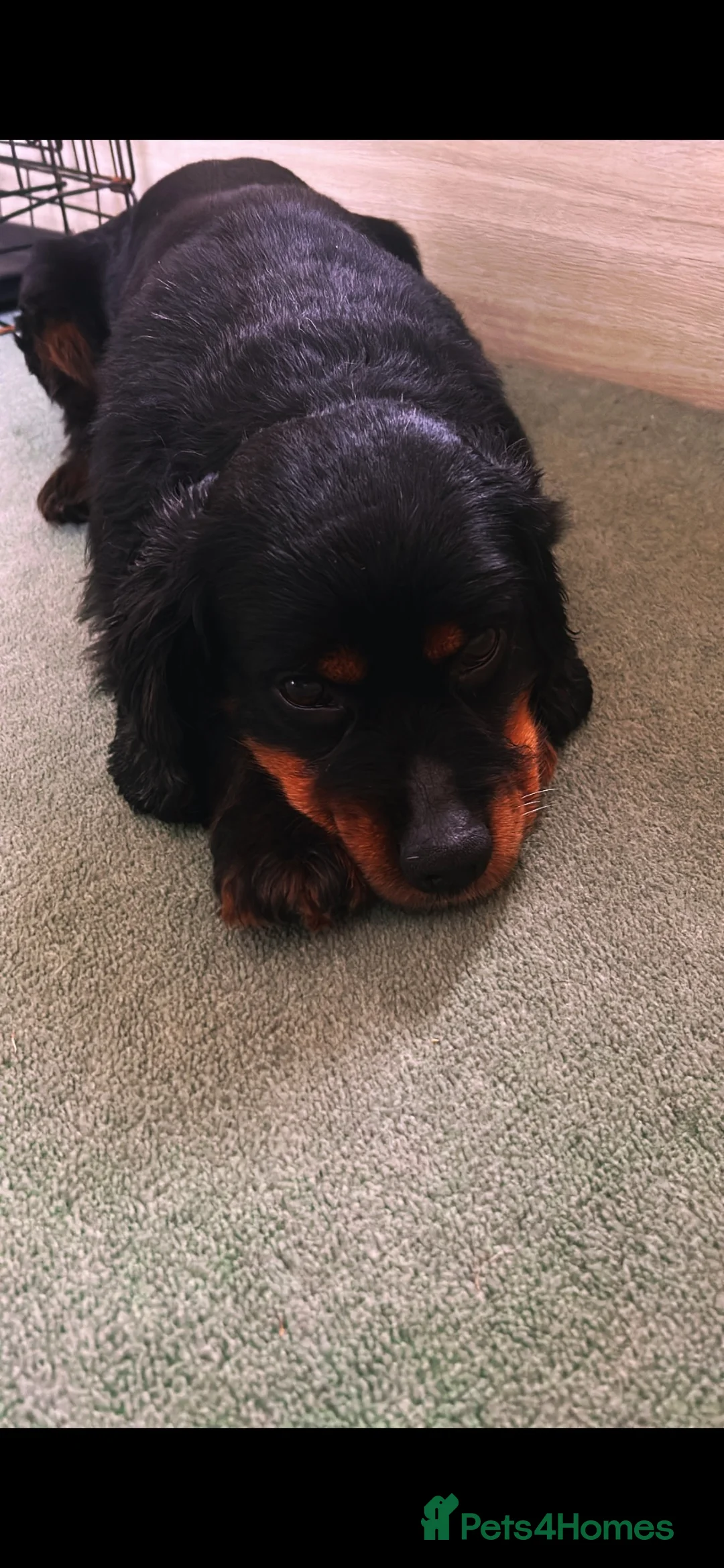 Mixed Breed dogs for sale: 7 year old PatterdalexCocker - Advert 1