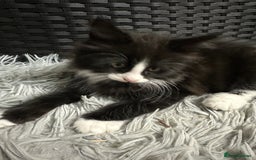 Maine Coon cats for sale: Cute adorable kitten have there own style  - Image 5