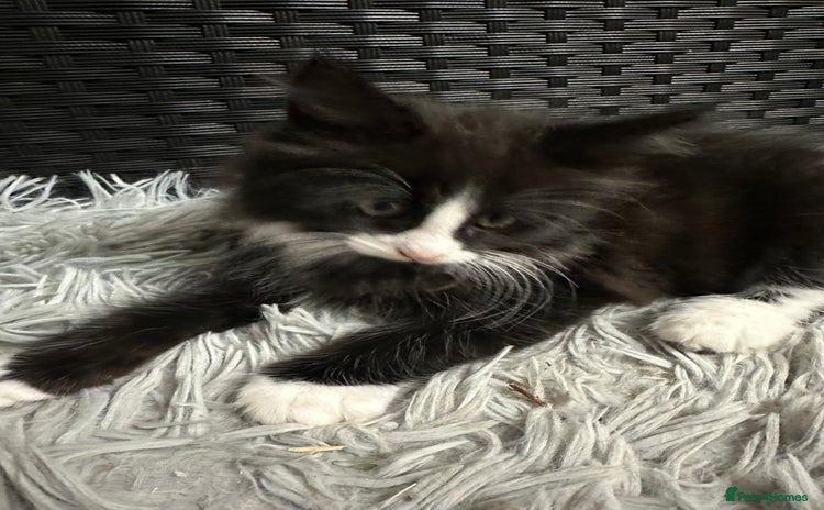 Maine Coon cats - Advert 11