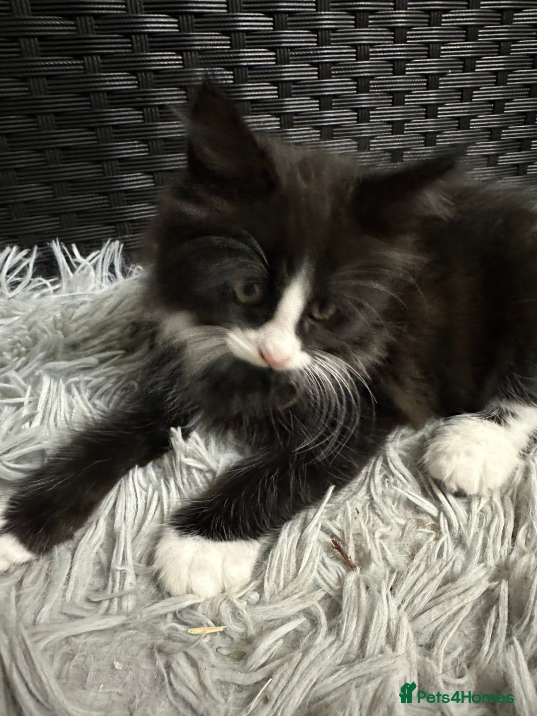 Maine Coon cats for sale: Cute adorable kitten have there own style  - Image 5