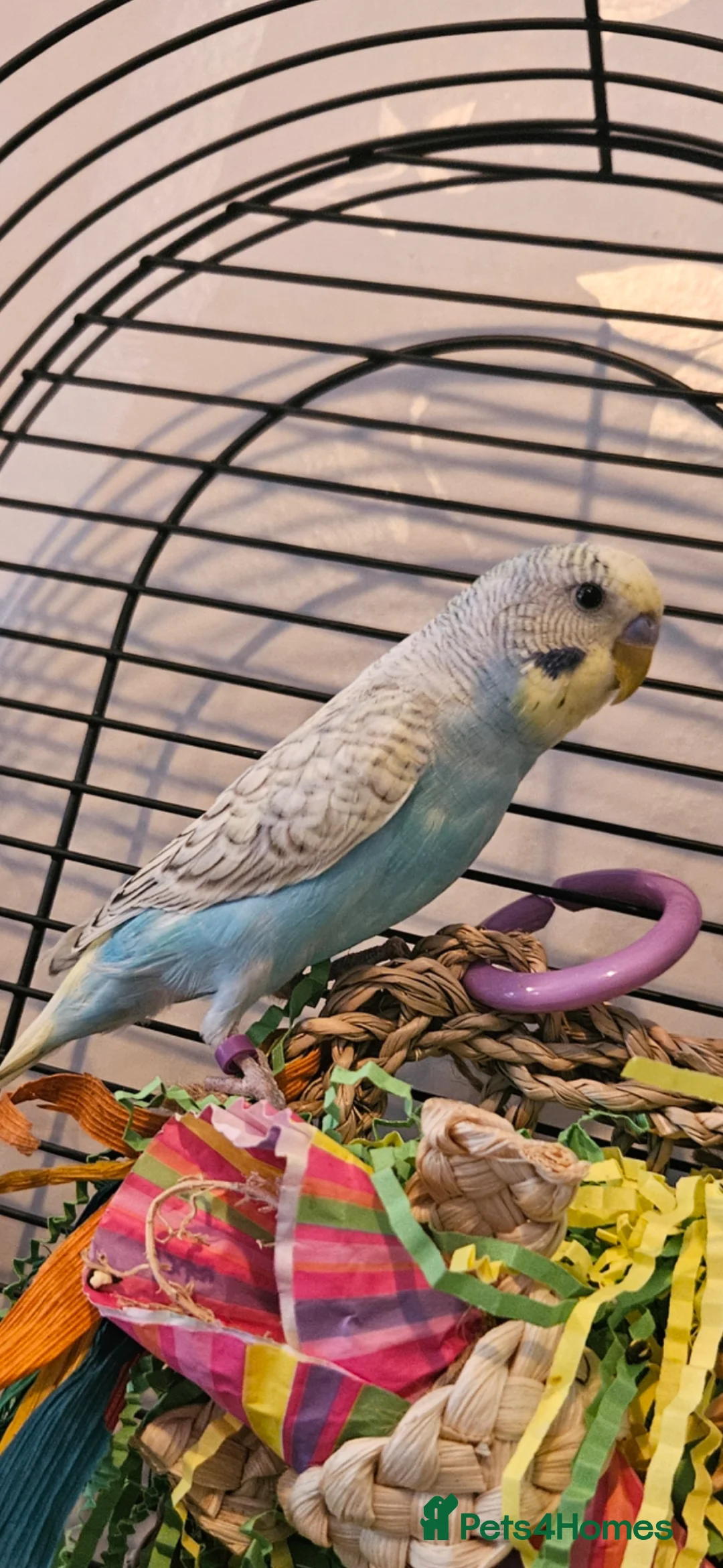 Budgerigars birds for sale: Baby rainbow budgie in Wednesbury - Advert 1
