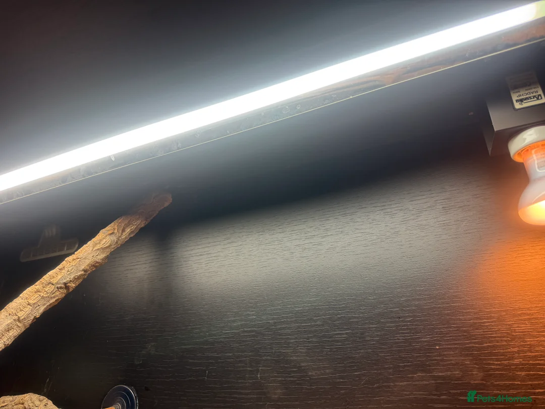 Bearded Dragon reptiles for sale: Bearded dragon and complete set up - Advert 6