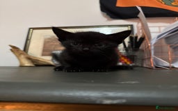 Mixed Breed cats for sale: 4 kittens available - Image 8