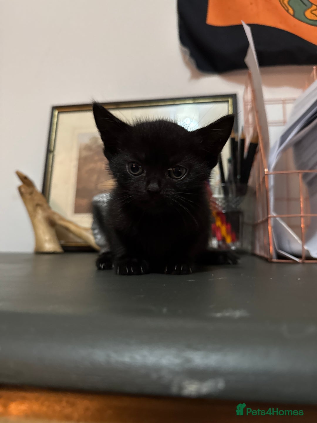 Mixed Breed cats for sale: 4 kittens available - Image 8